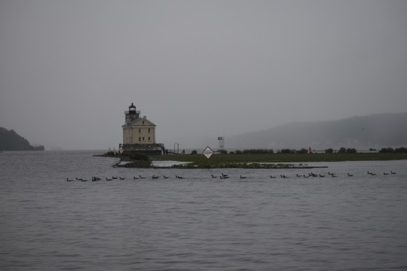 ducks at lighthouse.JPG